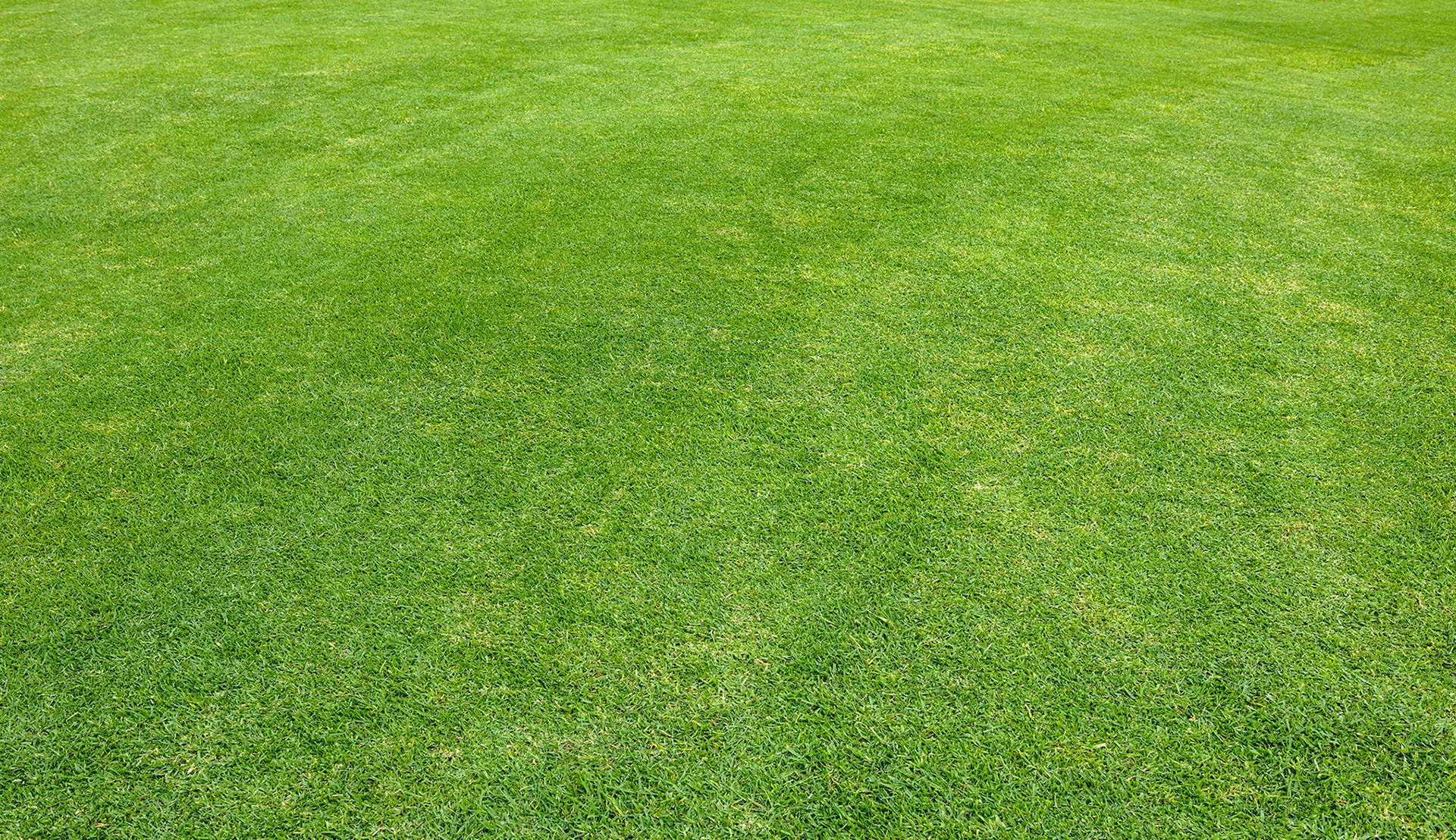 Proper lawn mowing is the basis for a beautiful, even lawn